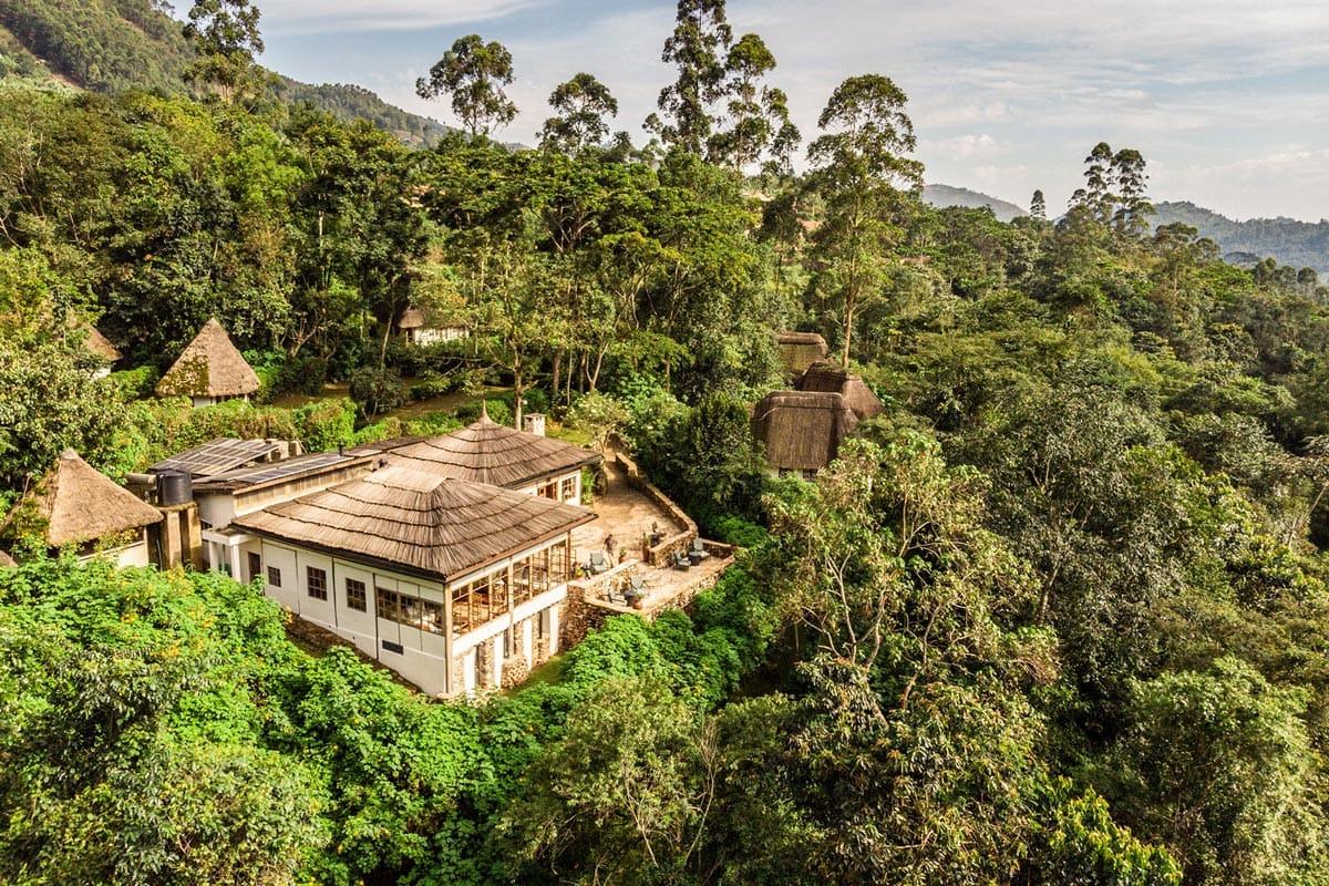 Gorilla Habitat