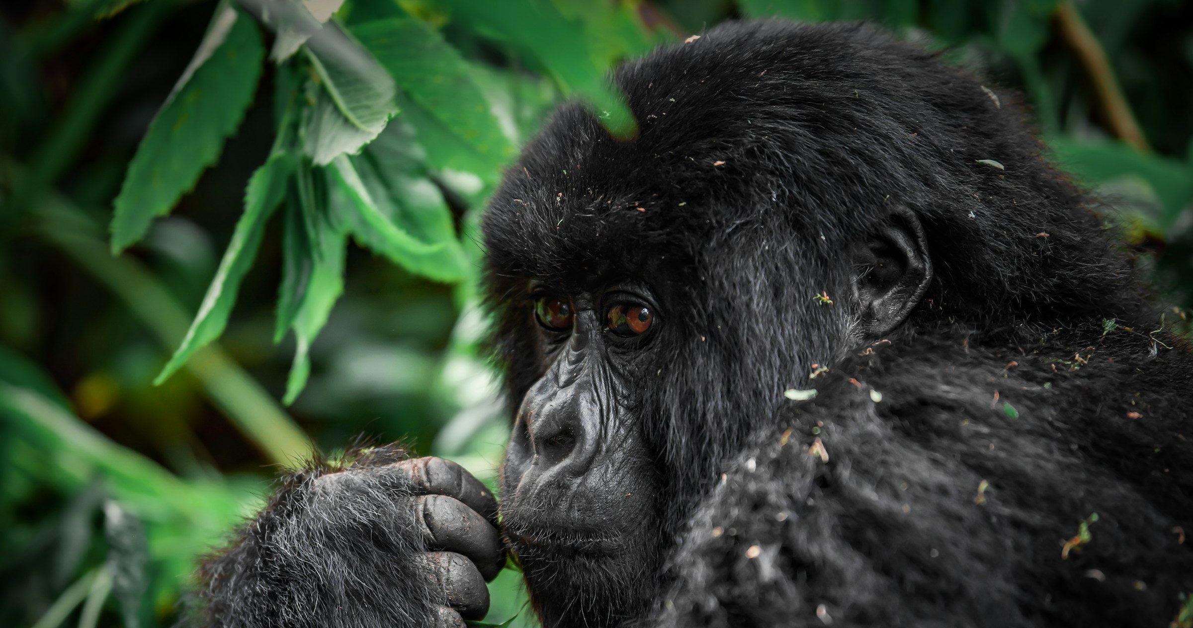 Gorilla Permit