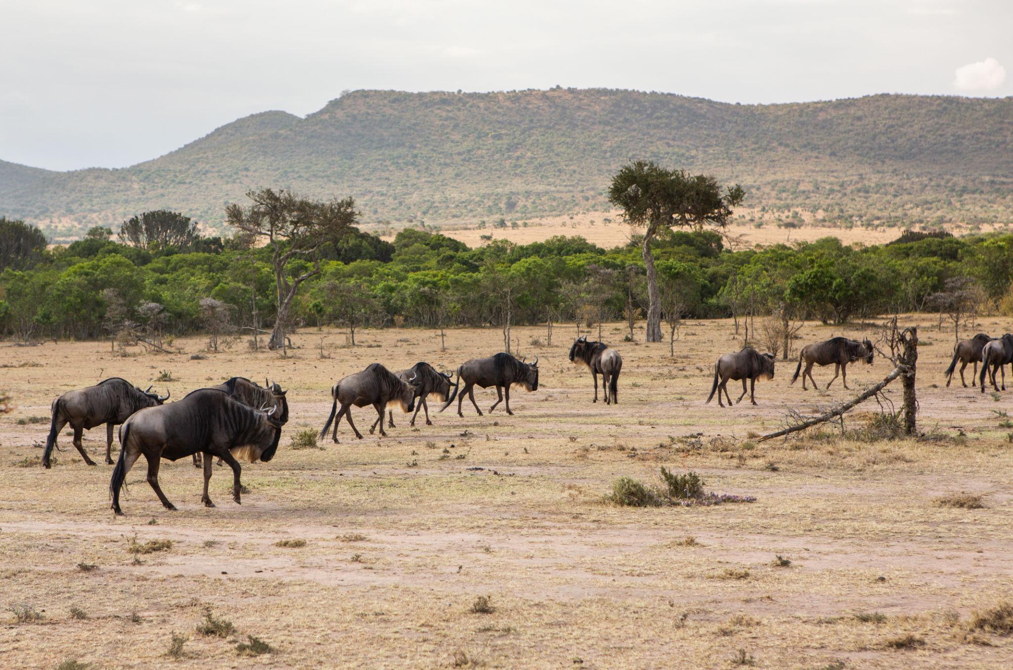 Kenya safari
